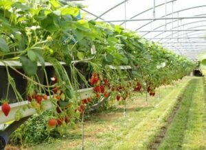 Składki KRUS – praktyczny poradnik