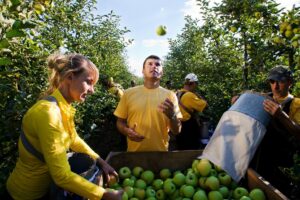 COVID-19 Zatrudnianie cudzoziemców do prac sezonowych